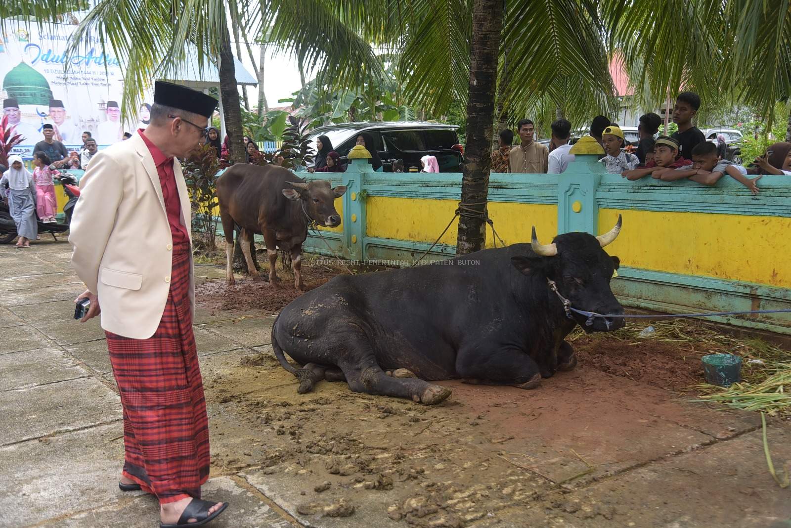Pj. Bupati Buton Saksikan Penyembelihan Sapi Kurban Presiden Jokowi